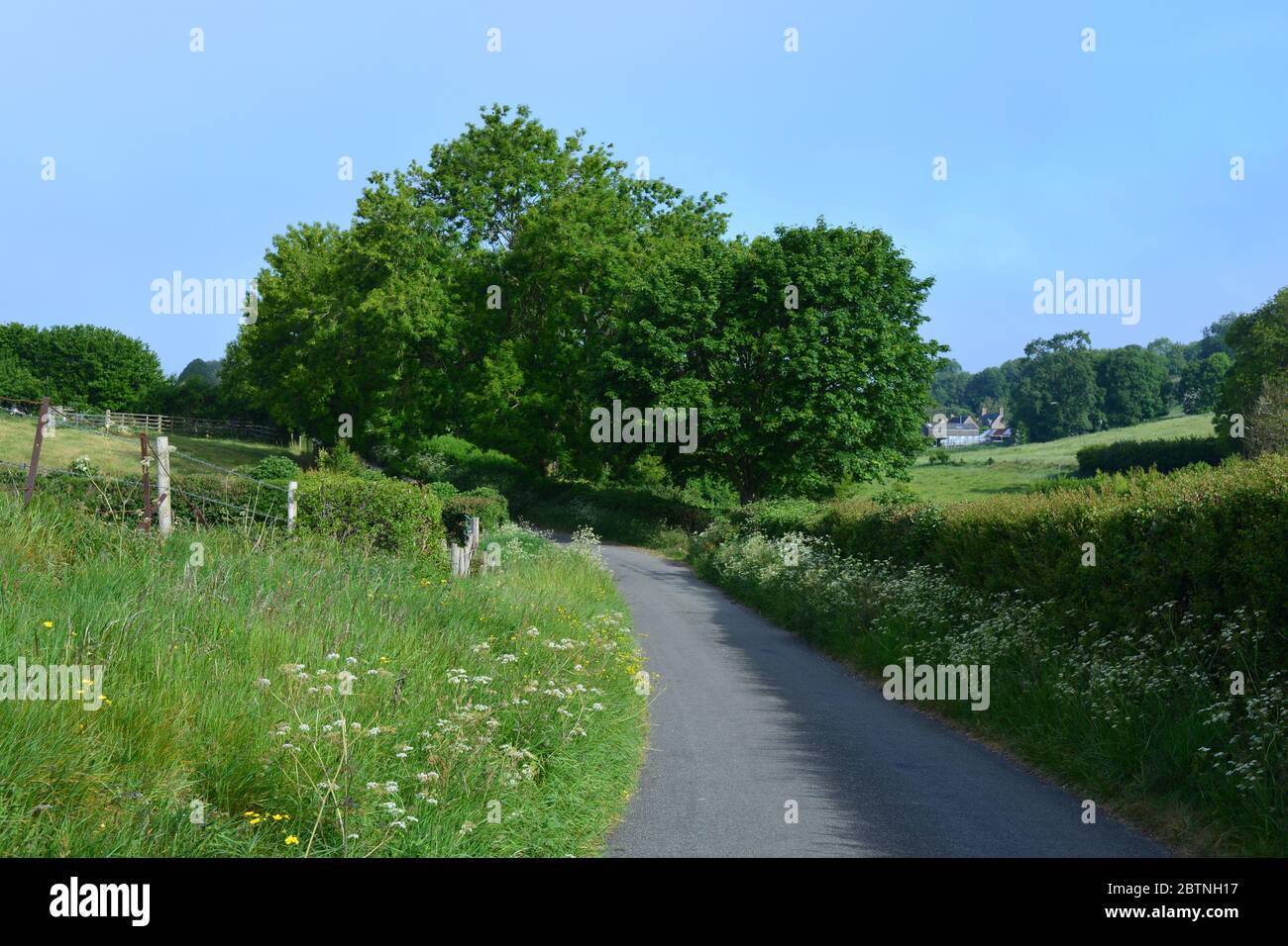 Paese corsia in tarda primavera, tra Oborne e Poyntington, Sherborne, Dorset Inghilterra Foto Stock