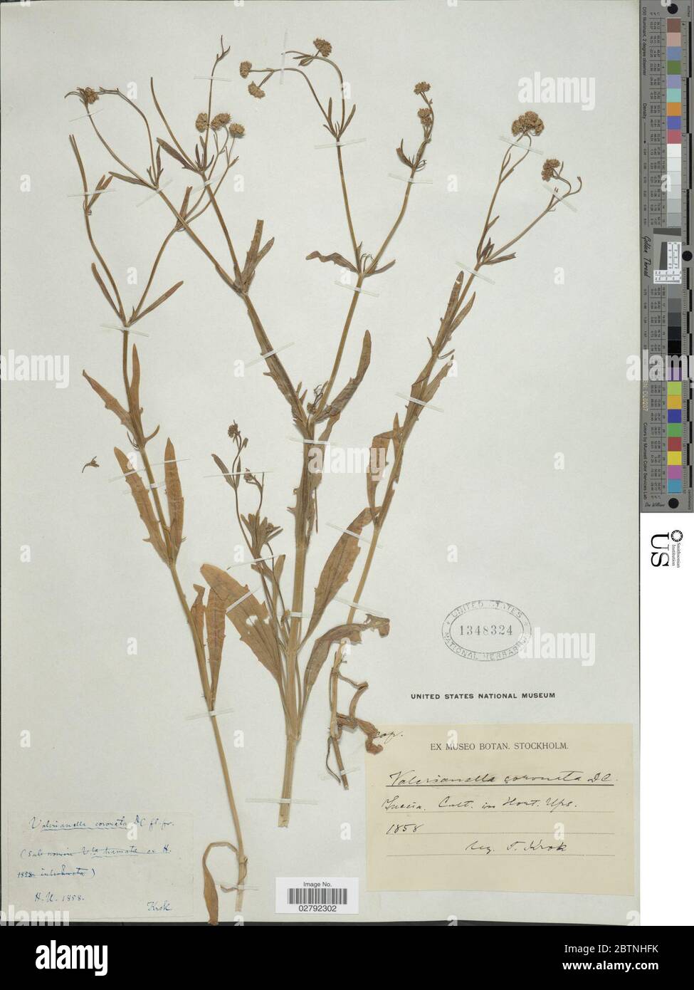 Valerianella coronata L DC. Foto Stock