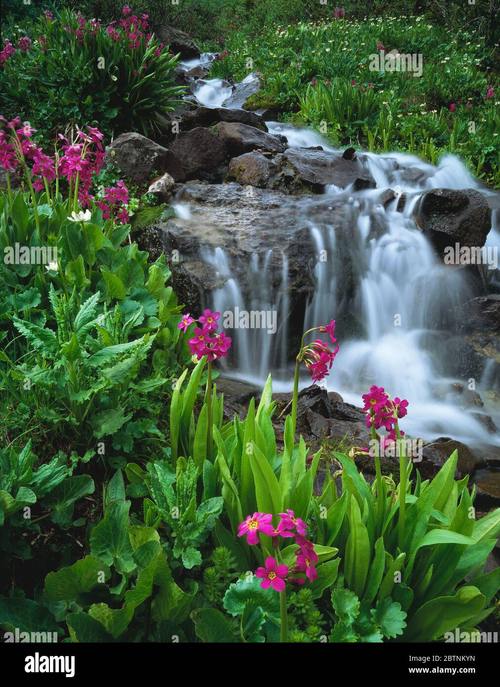 Uncompahgre National Forest CO / JUL Parry Primrose e Marsh Marigold decorano un ruscello a cascata nelle montagne che circondano il bacino di Yankee Boy. Foto Stock