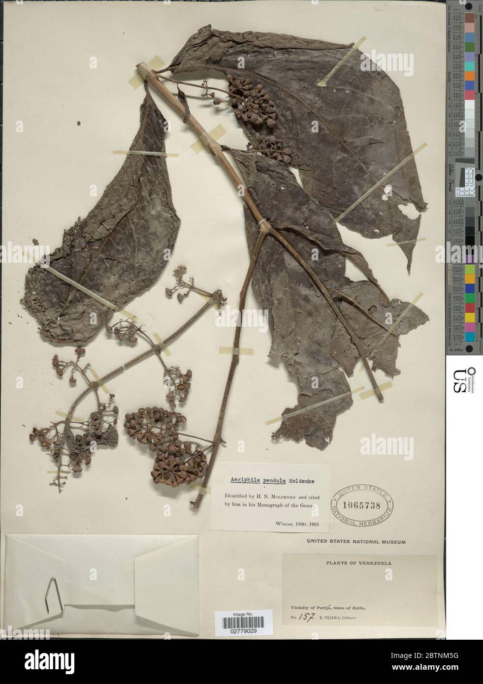 Aegifila pendula Moldenke. Foto Stock