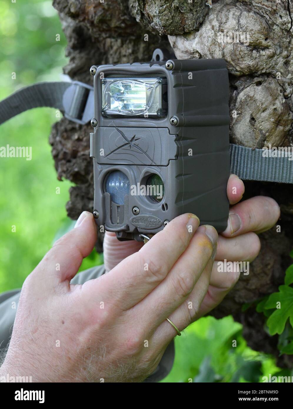 27 maggio 2020, Turingia, Hörselberg-Hainich: Rüdiger Biehl, vicedirettore del Parco Nazionale di Hainich, installa una cosiddetta telecamera a trappola fotografica ai margini della presentazione del nuovo progetto BUND "la diffusione della Lynx nella Germania Centrale". Mediante simulazioni al computer e un monitoraggio della popolazione lince nella Turingia nord-occidentale, il progetto mira a determinare quali condizioni sono necessarie per la diffusione indipendente della lince nella Germania centrale. Foto: Martin Schutt/dpa-Zentralbild/dpa Credit: dpa Picture Alliance/Alamy Live News Foto Stock