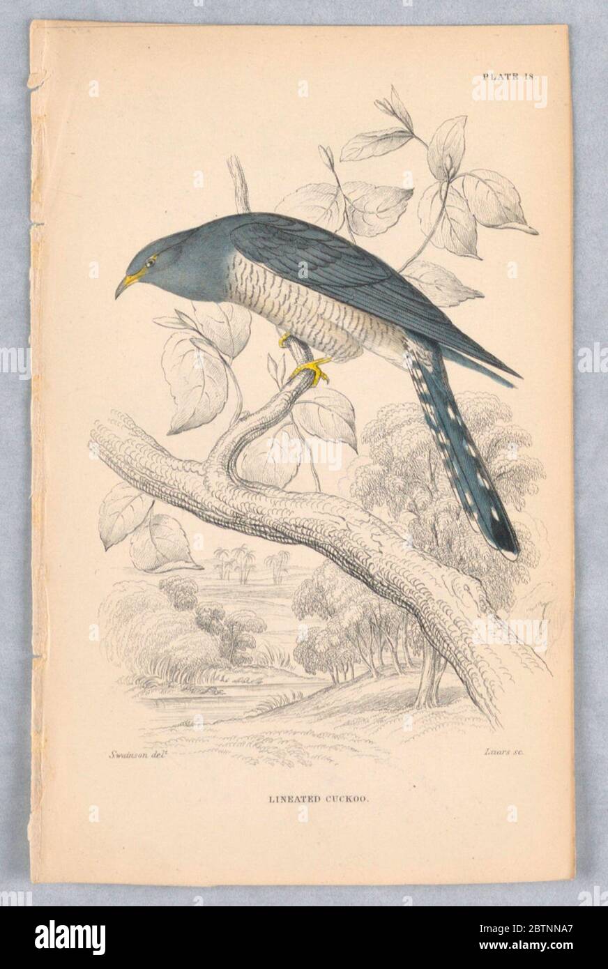 Piastra a cucù con linio 18 di Birds of Western Africa. Ricerca in ProgressCuccoo Lineato: Uccello con petto bianco striato nero e schiena blu, ali e coda arroccato su un ramo. Foto Stock