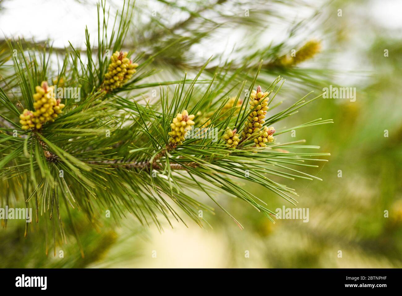 Pinus radiata fiorente nella primavera della foresta. Foto Stock