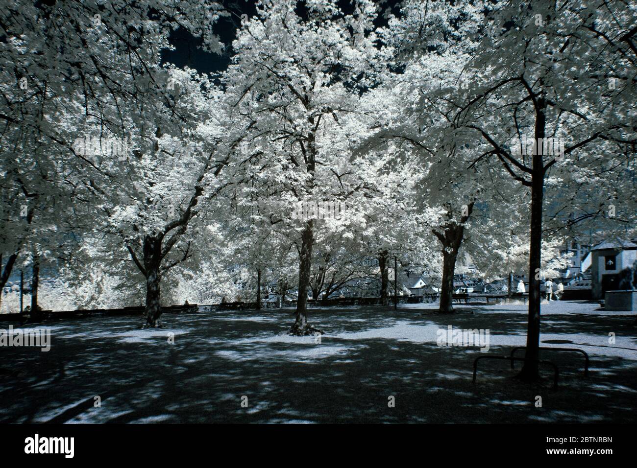 immagine a infrarossi - collina di lindenhof - città di zurigo - svizzera Foto Stock