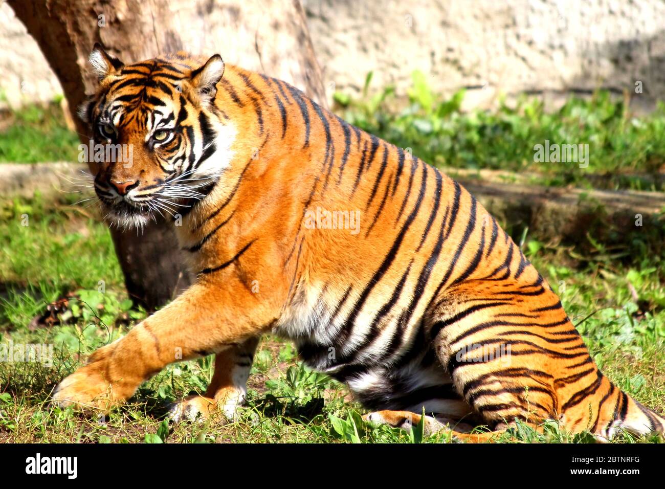 Tigre bengala seduta accanto ad un albero Foto Stock