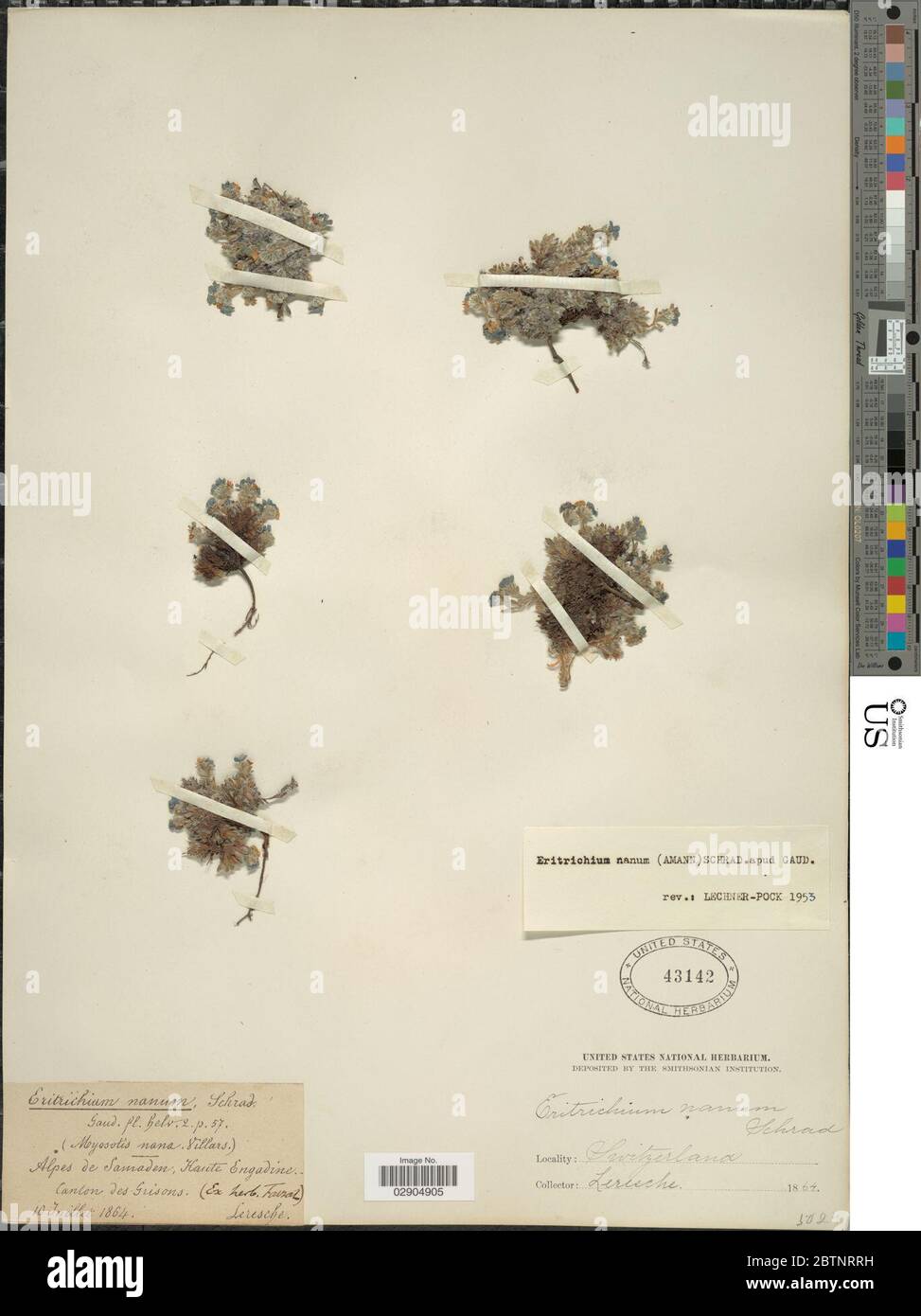 Eritricio nano. Foto Stock