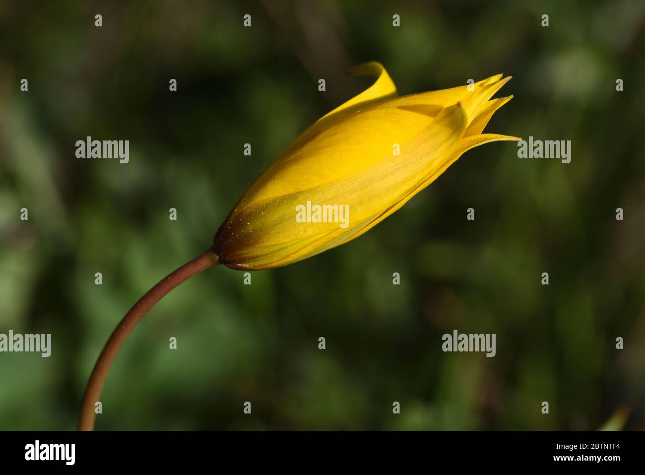 Tulipano selvatico Tulipa sylvestris aka tulipano di bosco Foto Stock