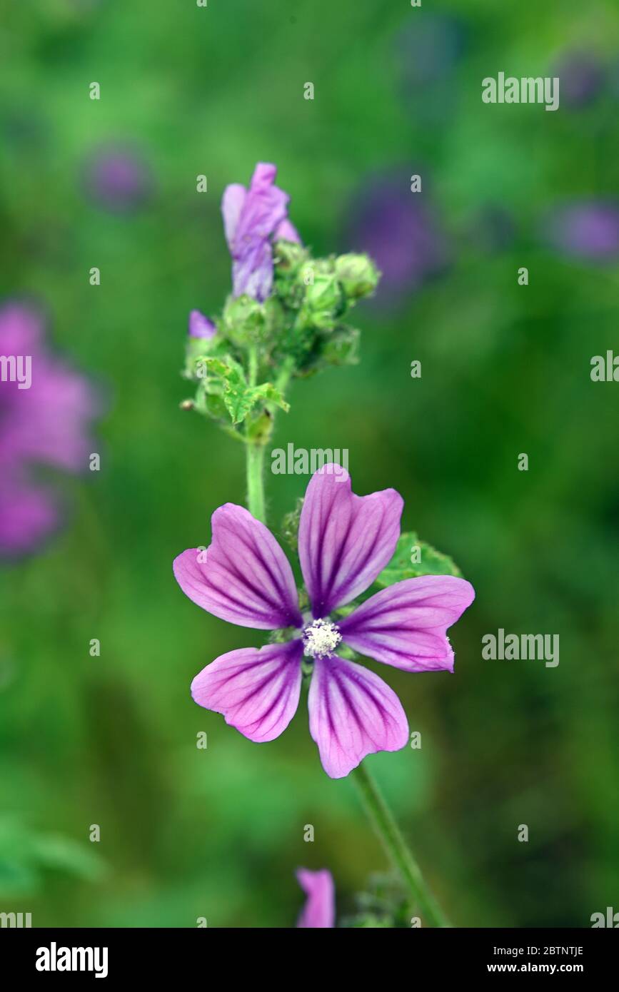 Comune Malva Flower, Malva sylvestris, aka High Mallow, Tall Mallow o Mauve des Bois Foto Stock