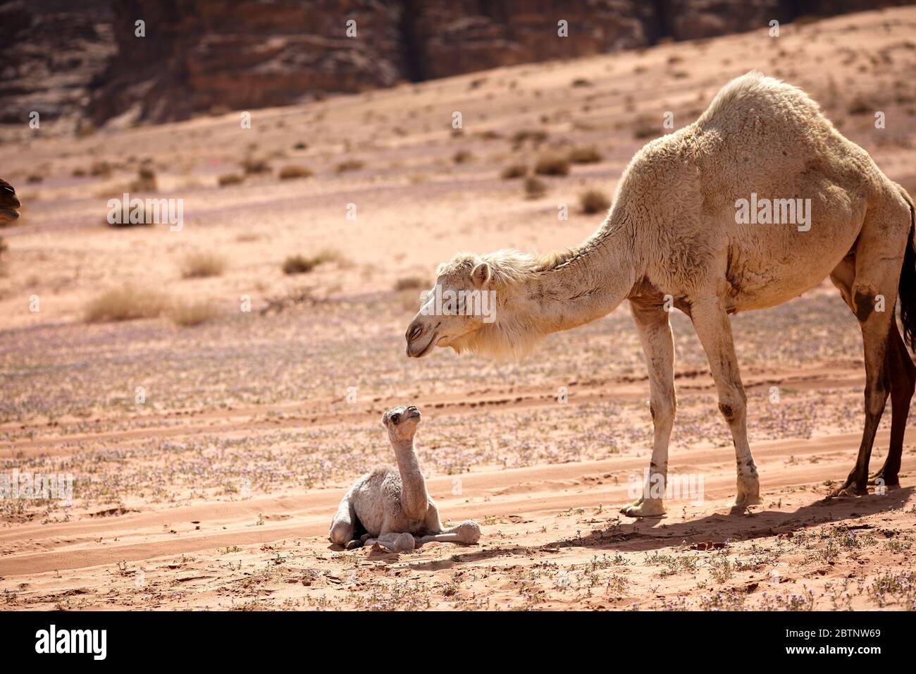 Vitello di cammello con mamma, deserto di Wadi Rum, Giordania Foto Stock