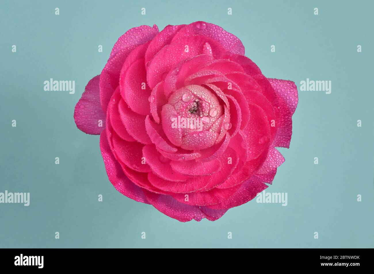 Fiore Rosso Peony Close-Up E Gocce D'Acqua Foto Stock