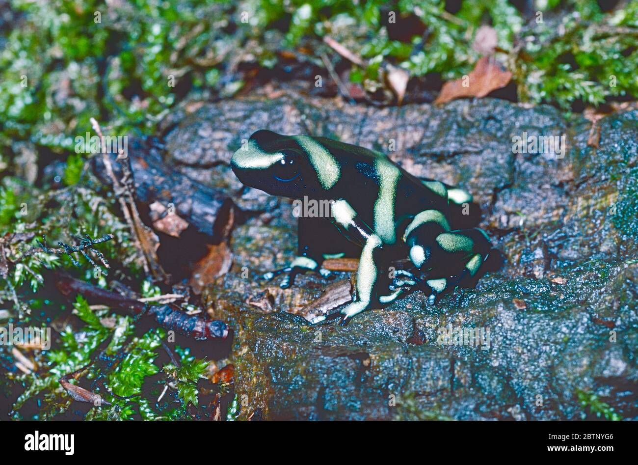Rana verde e nera di bisonte, (Dendrobates auratus) dal Nicaragua, Panama e Colombia. Foto Stock
