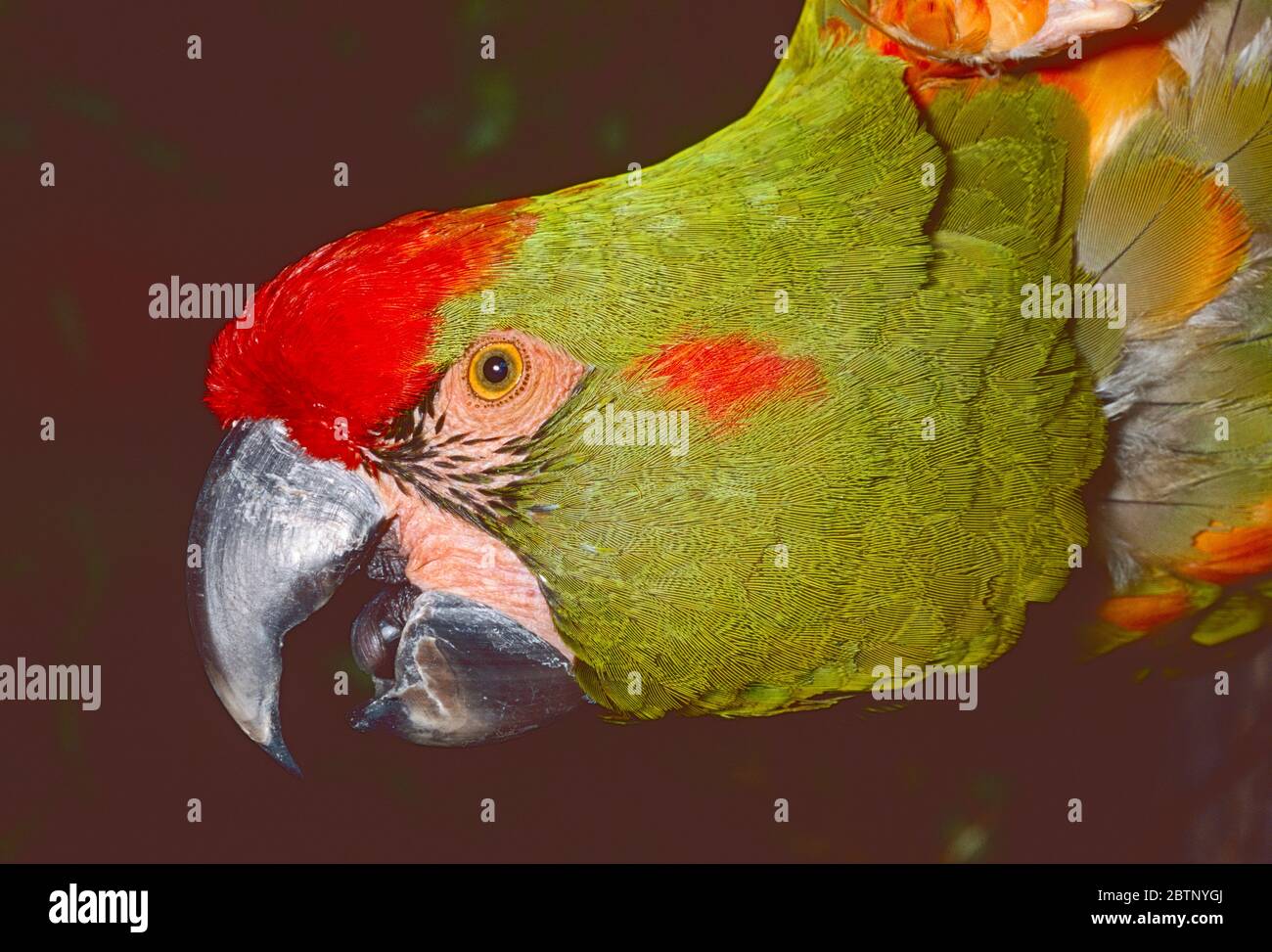 Macaw con facciata rossa, (Ara Rubrogenys,) dalla Bolivia. Criticamente svincolato. Foto Stock