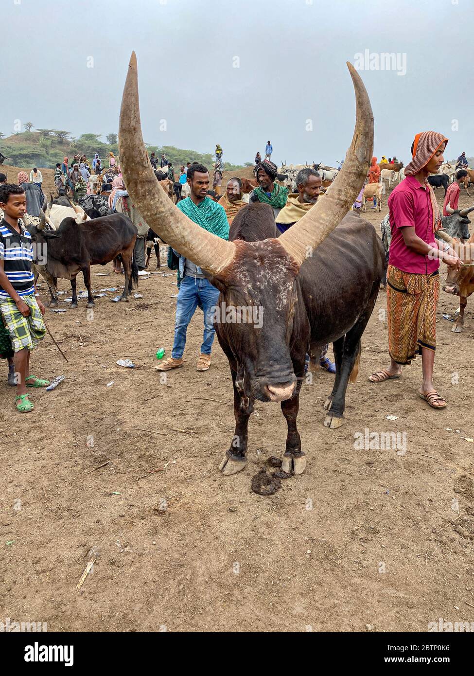 Toro con corna lunghe nel mercato del bestiame di Bati, Amhara Regione, Oromia, Etiopia, Africa Foto Stock