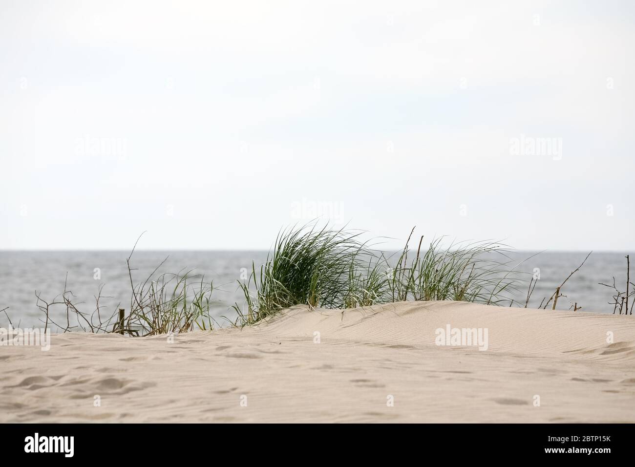 L'erba selvaggia della spiaggia cresce su una duna sabbiosa sul mare a Kolobrzeg in Polonia. Foto Stock