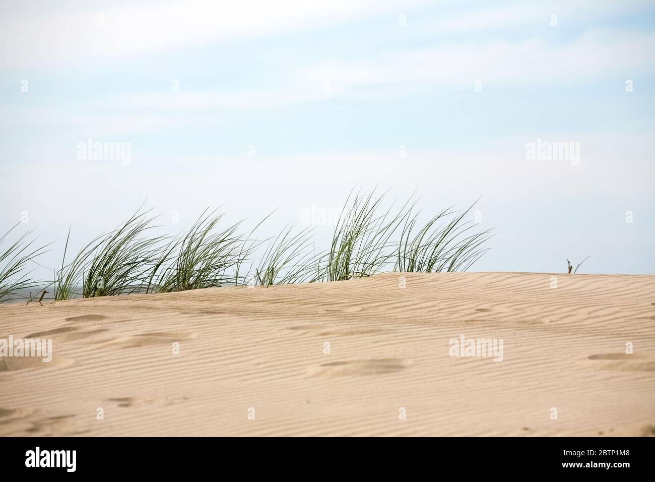L'erba selvaggia della spiaggia è vista sopra la duna sabbiosa vicino al mare a Kolobrzeg in Polonia Foto Stock