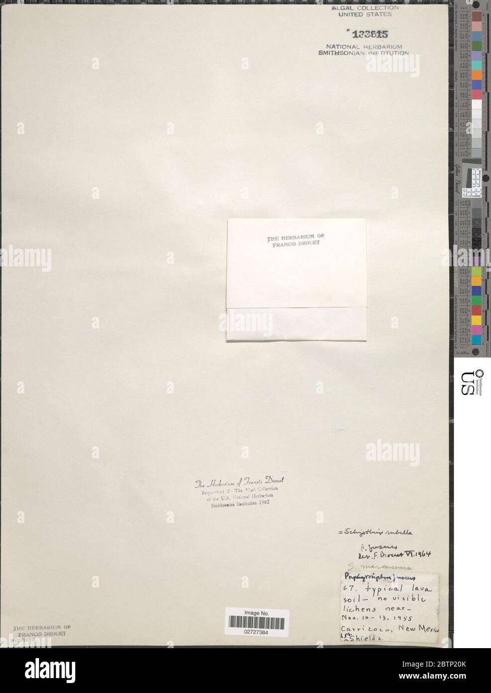 Rosella Schizothrix. Foto Stock