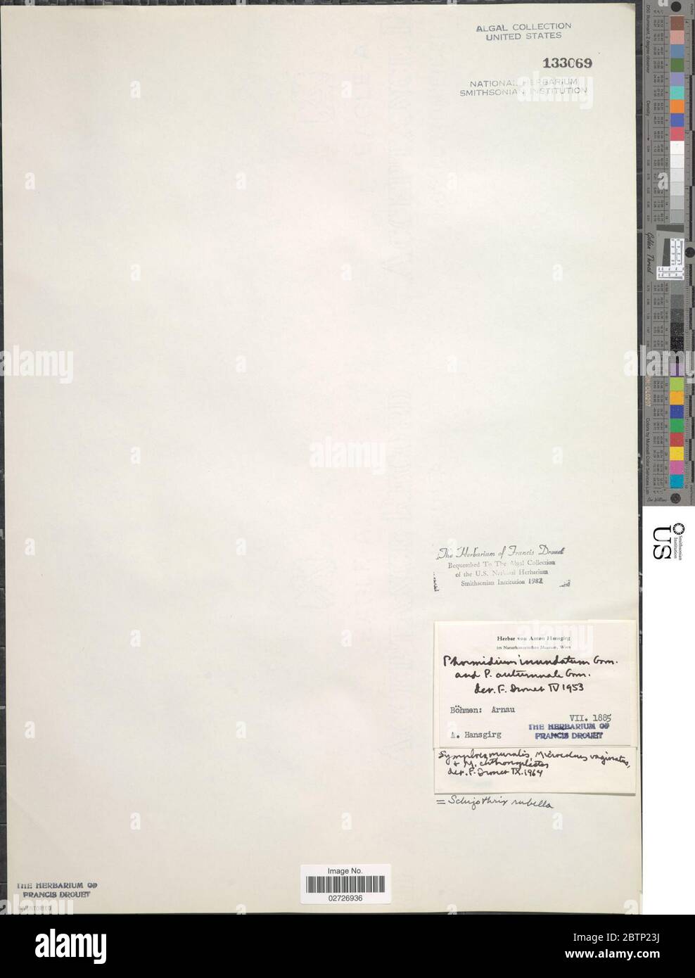 Rosella Schizothrix. Foto Stock