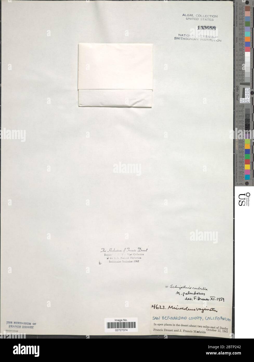 Rosella Schizothrix. Foto Stock