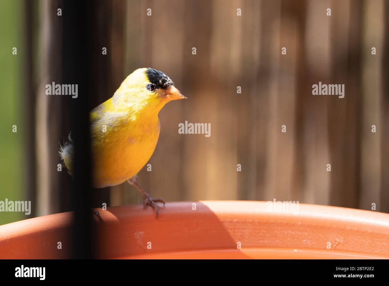 Maschio americano Goldfinch appollaiato a un cortile birdbath Foto Stock
