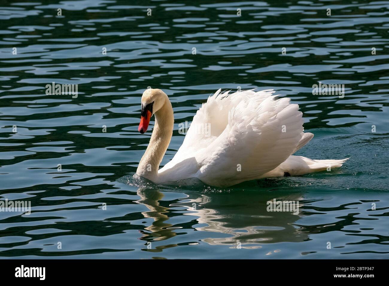Il cigno bianco apparve nelle acque del fiume Reuss a Lucerna. Foto Stock