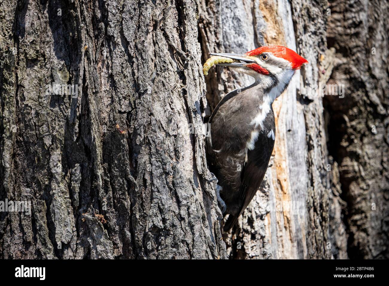 Picchio pileated maschio foraging per cibo in una foresta Foto Stock