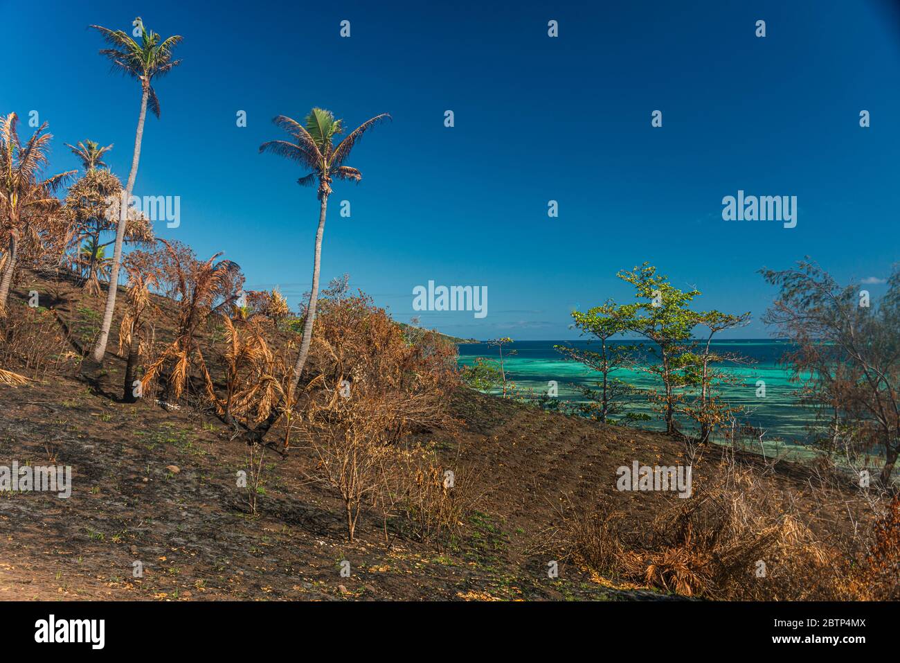 Una superficie libera per l'agricoltura dopo il fuoco palme, su un'isola tropicale. Oceano turchese sullo sfondo. Foto Stock