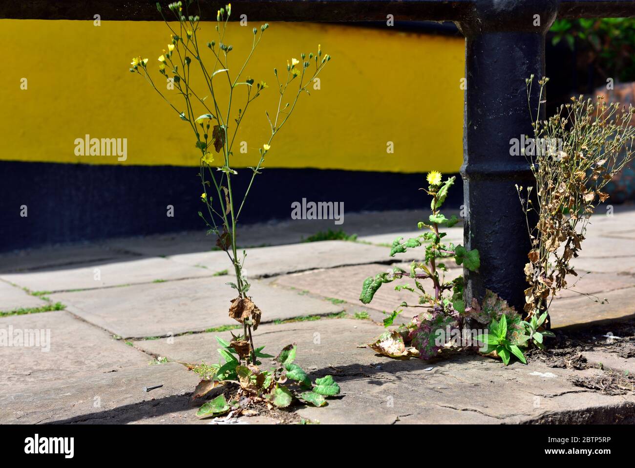 Erbacce e erba che crescono intorno al palo di metallo e tra lastre di pavimentazione in pietra in sentiero pubblico Foto Stock