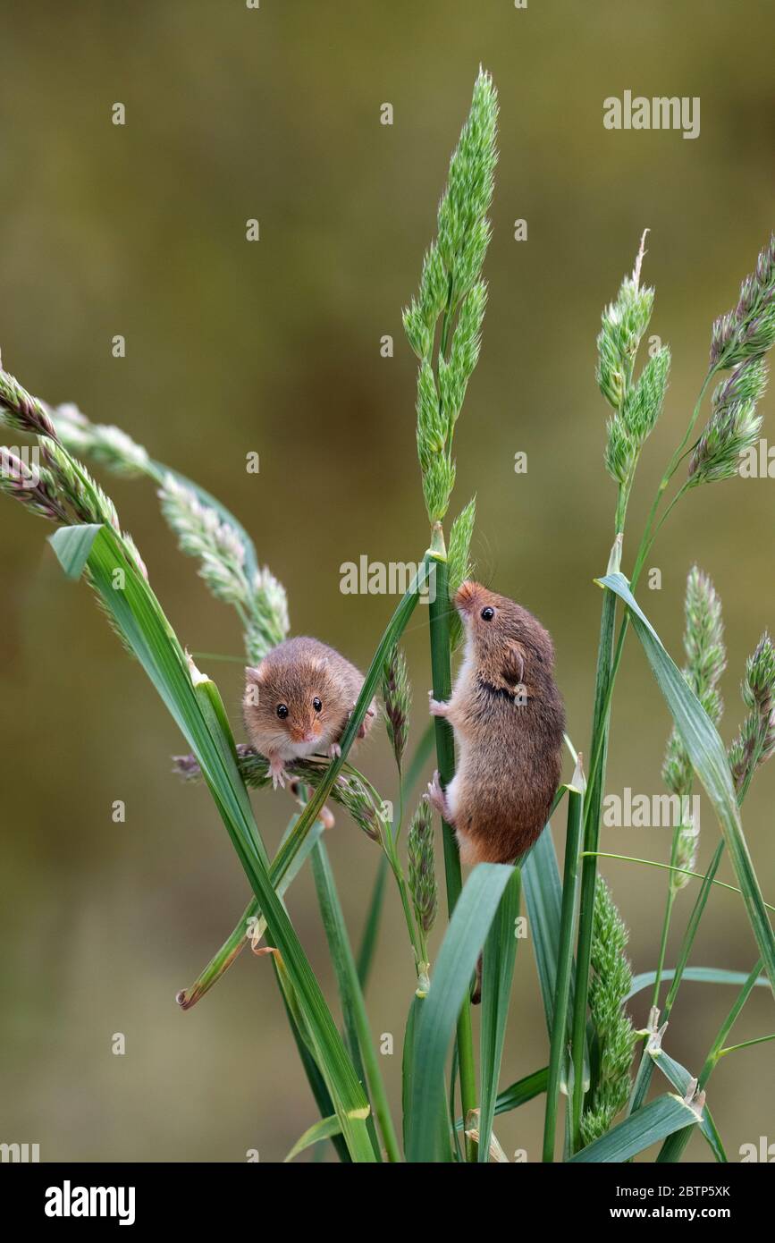 Due topi di raccolta su steli di erba che gioca. Impostato su un ambiente naturale senza persone e spazio per la copia Foto Stock