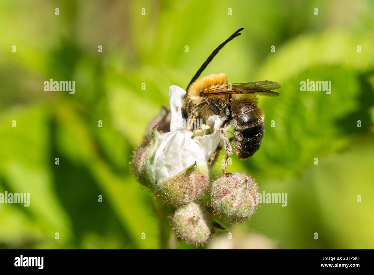 Ape a corna lunga (Eucera longicornis) su fiori di bramble in Chiddingfold Forest SSSI, Surrey, Regno Unito Foto Stock