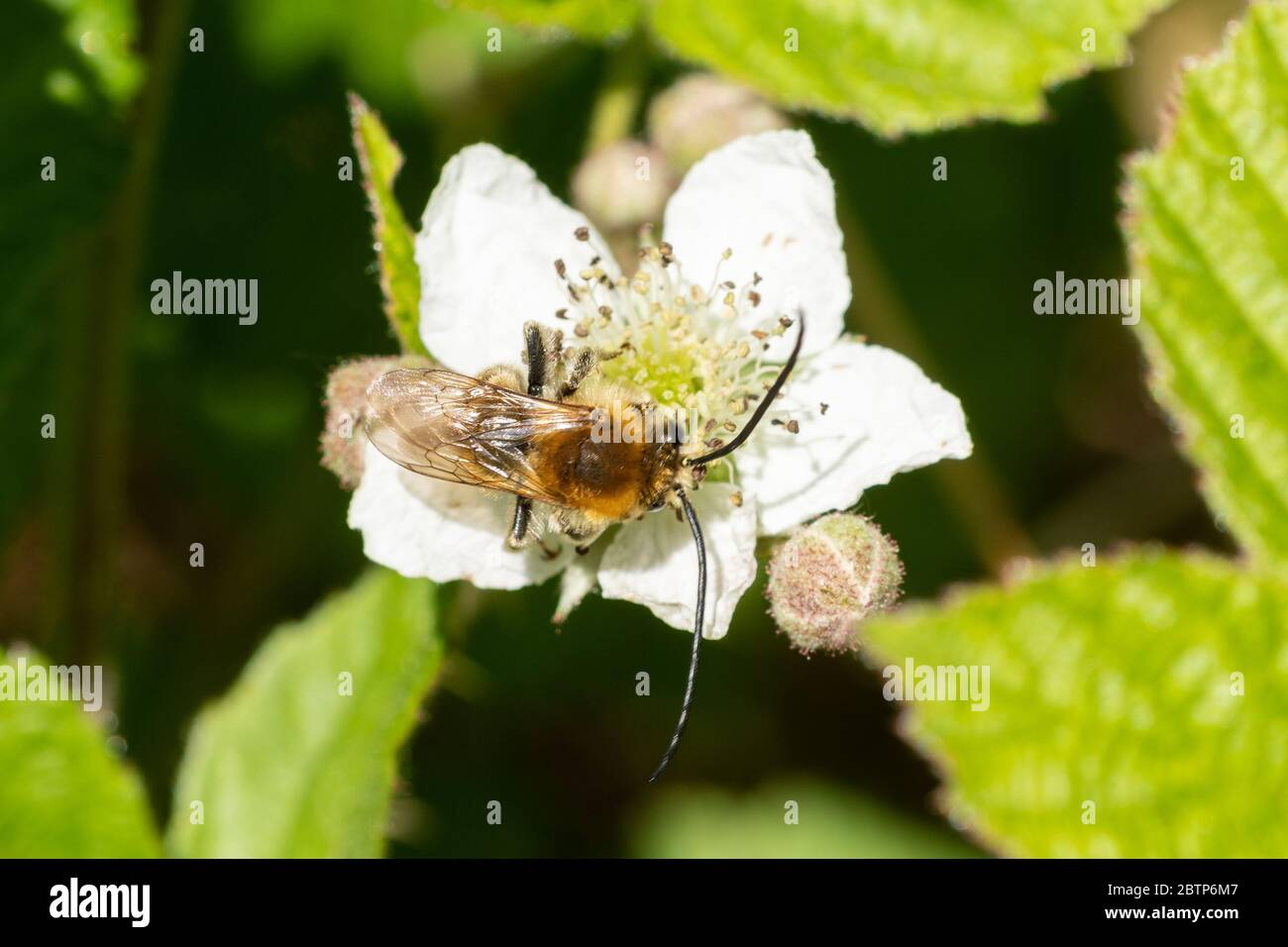 Ape a corna lunga (Eucera longicornis) su fiori di bramble in Chiddingfold Forest SSSI, Surrey, Regno Unito Foto Stock