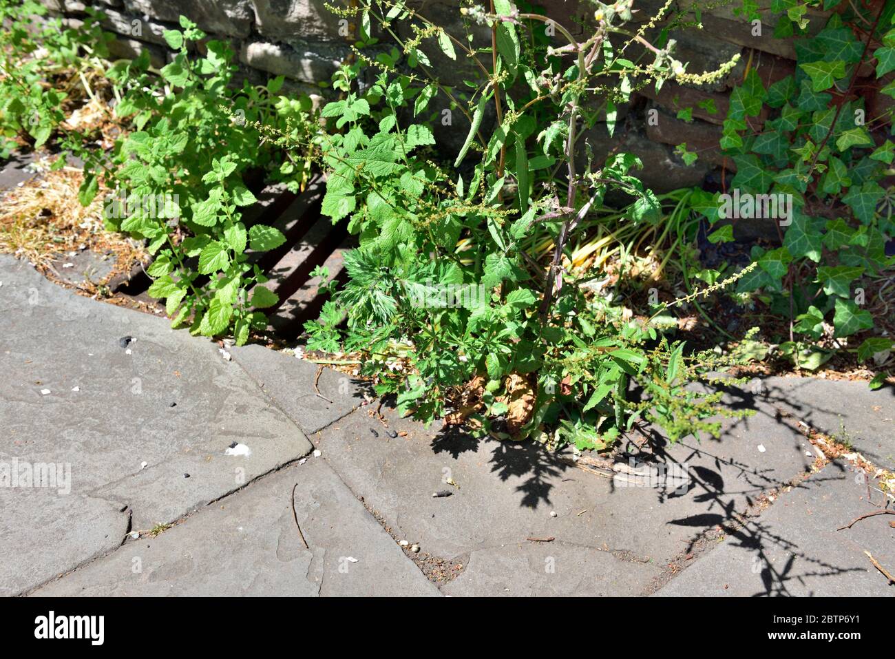 Erbacce e dandeli che crescono tra lastre di pavimentazione in pietra e grattugiare per lo scarico in pubblico sentiero Foto Stock