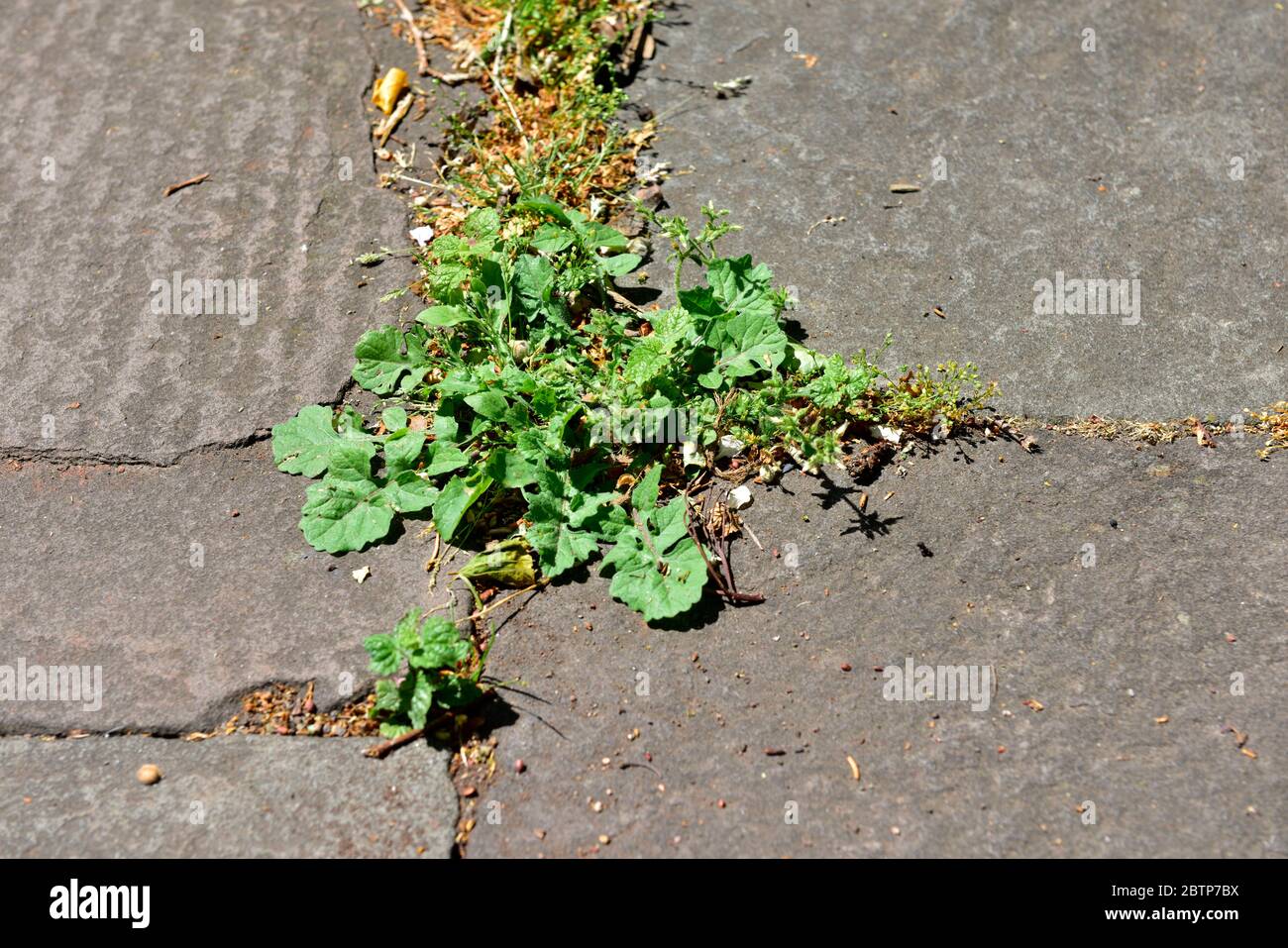 Erbacce e dandelioni che crescono tra lastre di pietra in pavimentazione in pubblico sentiero Foto Stock