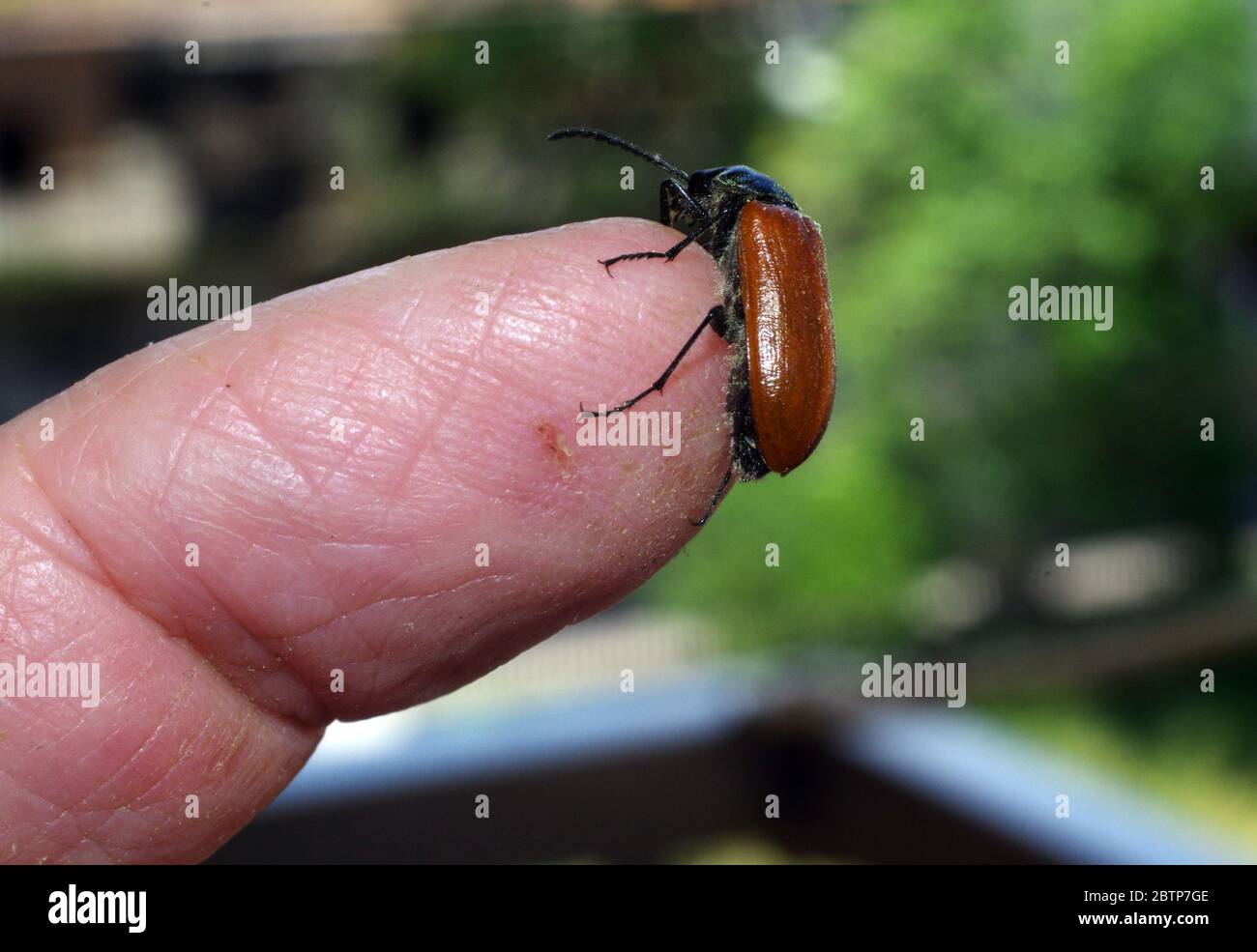 Primo piano su Omophlus lepturoides Foto Stock