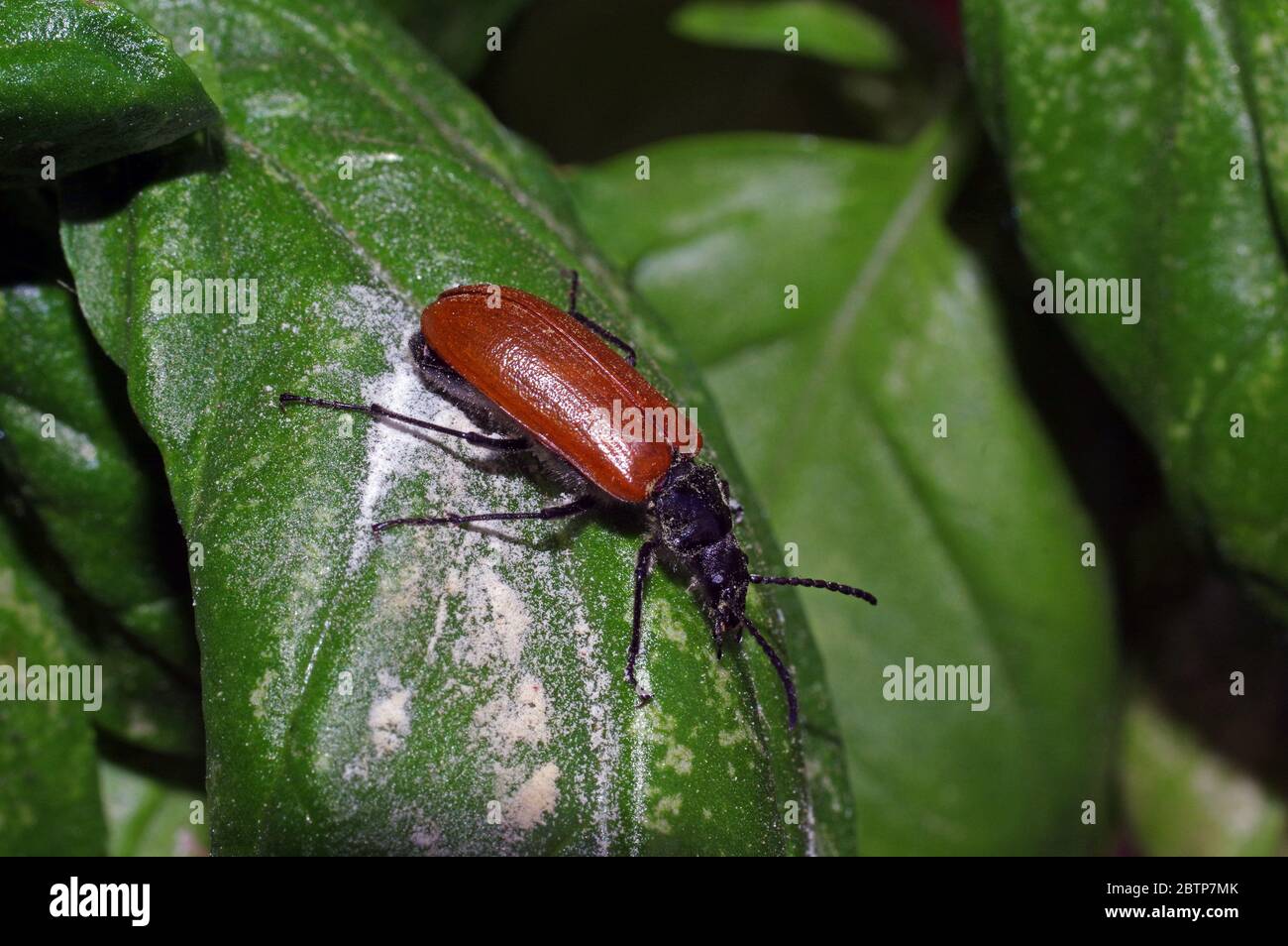 Primo piano su Omophlus lepturoides Foto Stock