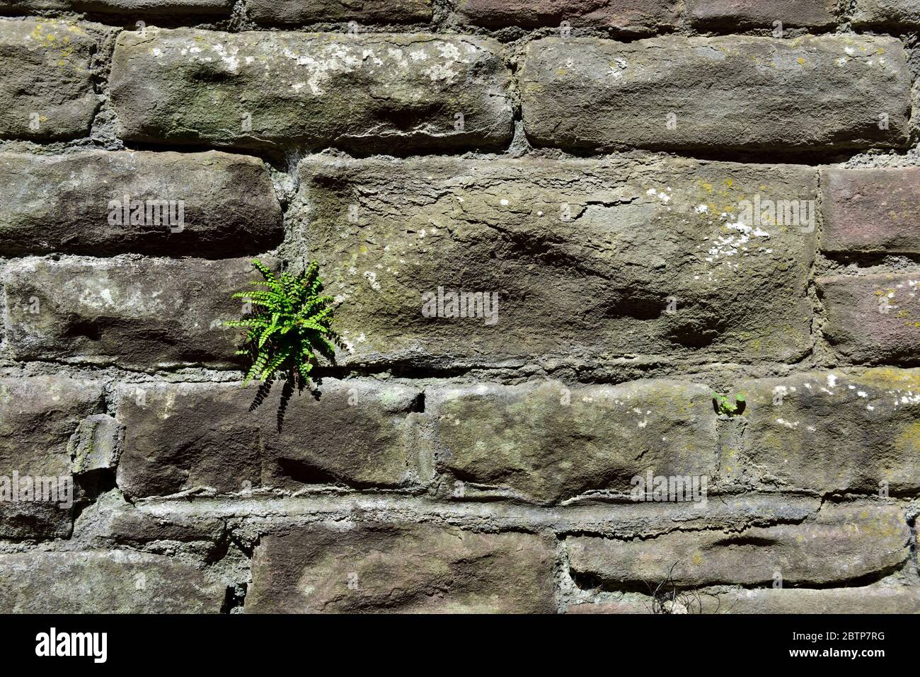 Felce piccole, erbacce, che crescono tra pietre in muro Foto Stock