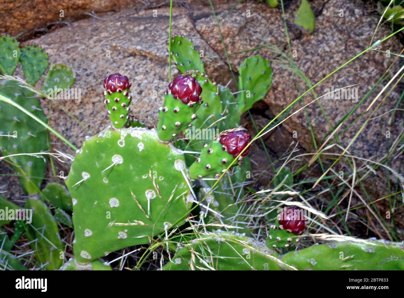 Opuntia robusta primo piano Foto Stock