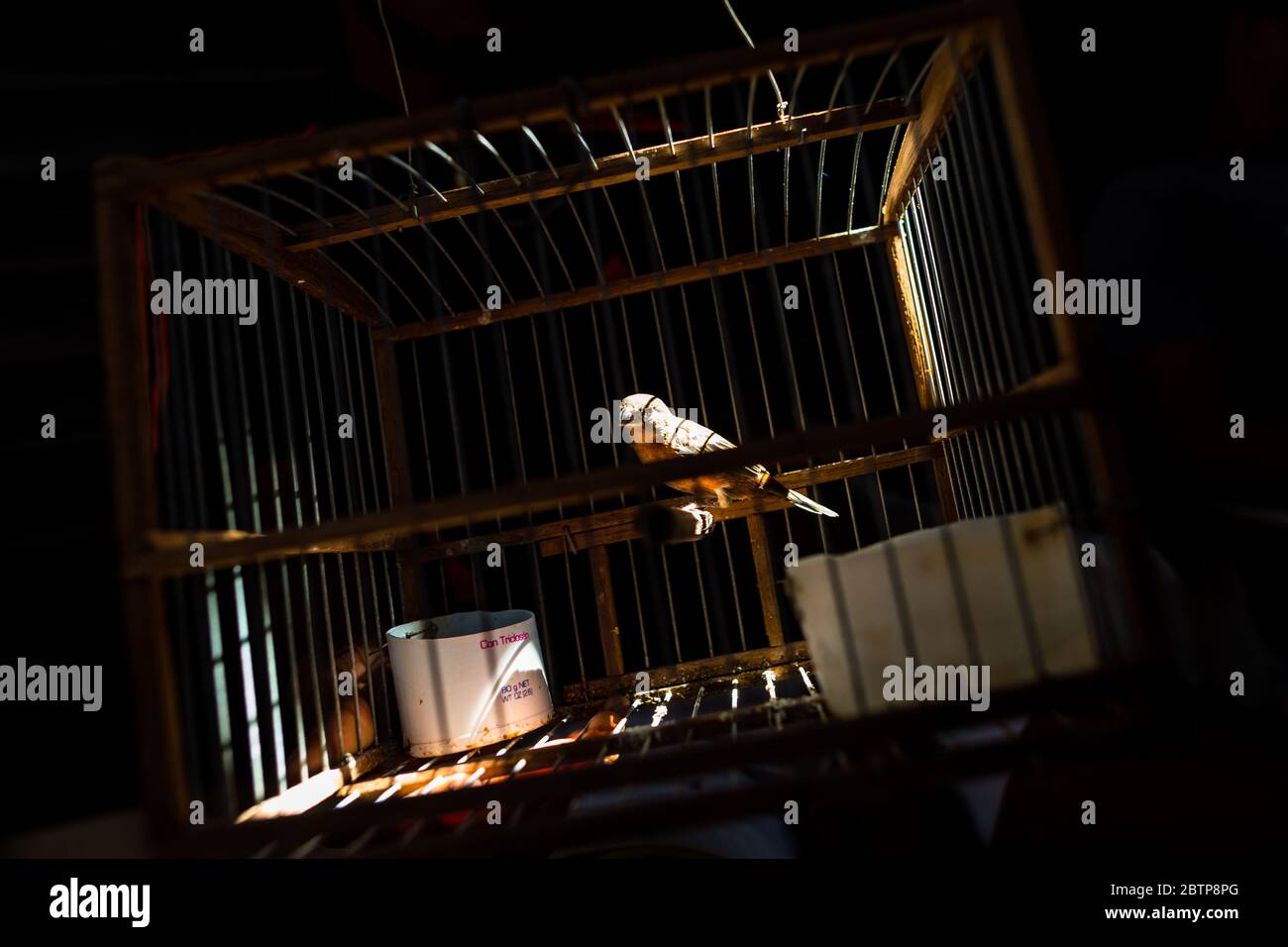 Un uccello animale domestico (un canarino selvaggio) è visto all'interno di una gabbia di uccelli appeso all'ombra nel mercato degli uccelli a Cartagena, Colombia. Foto Stock
