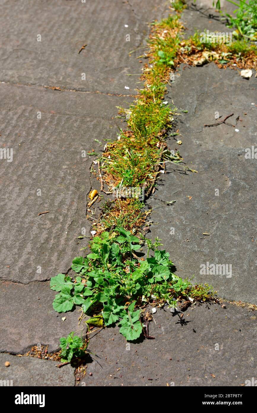Erbacce e erba che crescono tra lastre di pavimentazione di pietra in percorso Foto Stock