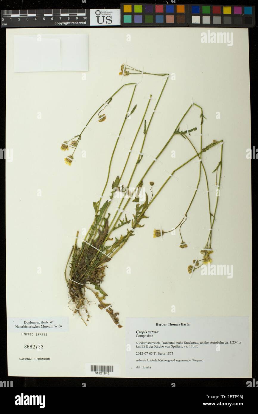 Crepis setosa Haller F. Foto Stock