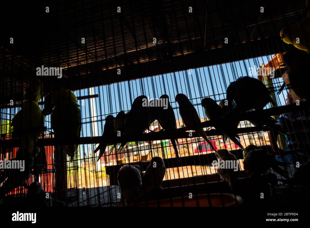 Decine di uccelli da compagnia (pappagalli budgerigar) sono visti crammed all'interno di una gabbia di uccelli nel mercato degli uccelli a Barranquilla, Colombia. Foto Stock