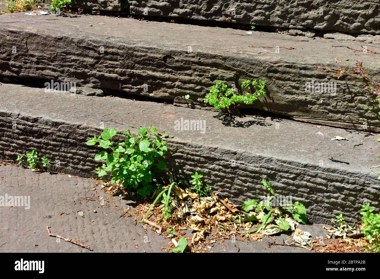 Erbacce e erba che crescono tra lastre di pavimentazione di pietra su passi in percorso Foto Stock