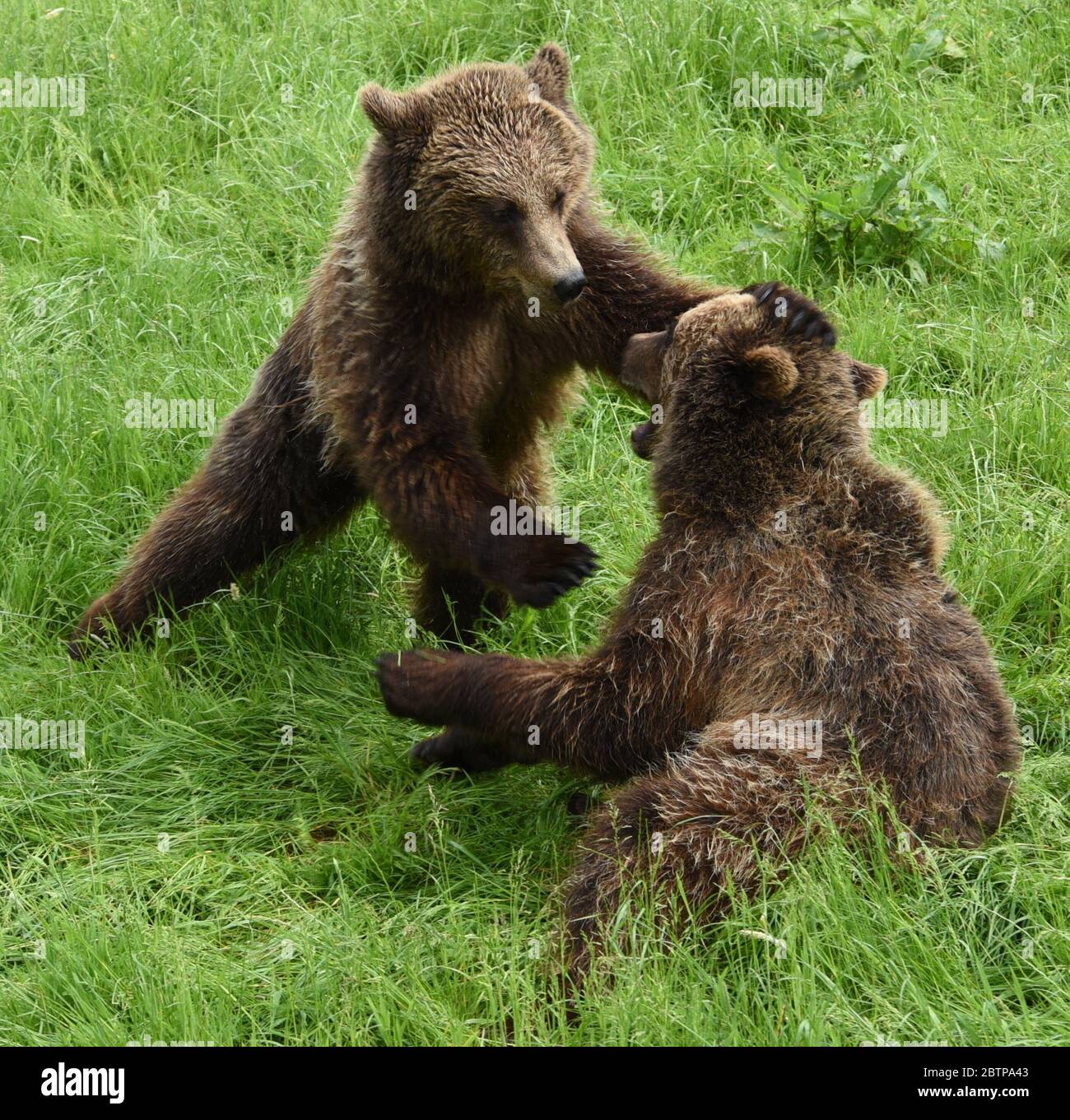 Gli orsi combattono allo zoo di Whipsnade Foto Stock
