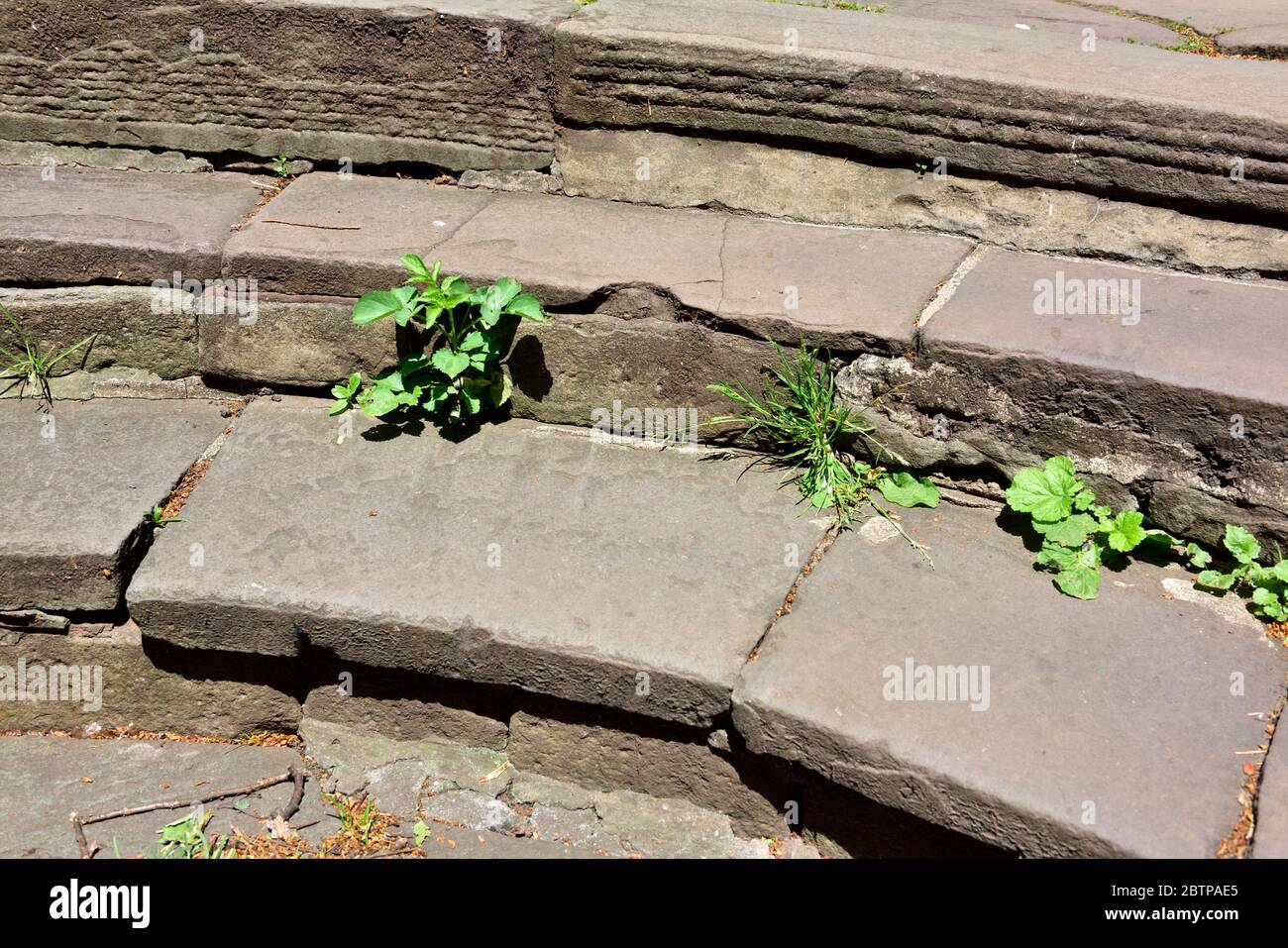 Erbacce e erba che crescono tra lastre di pavimentazione di pietra su passi in percorso Foto Stock