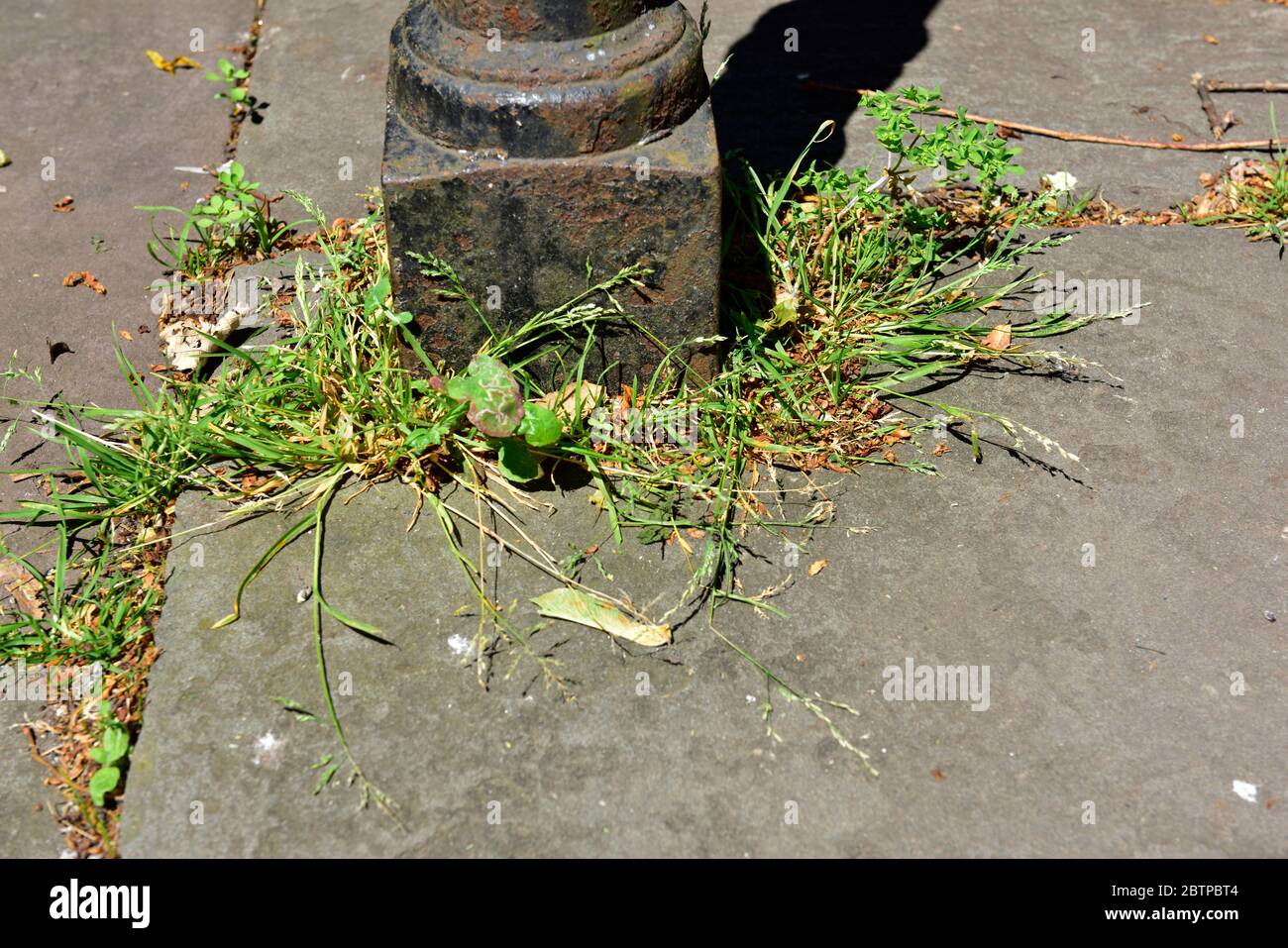 Erbacce e erba che crescono intorno al palo di metallo e tra lastre di pavimentazione di pietra in percorso Foto Stock