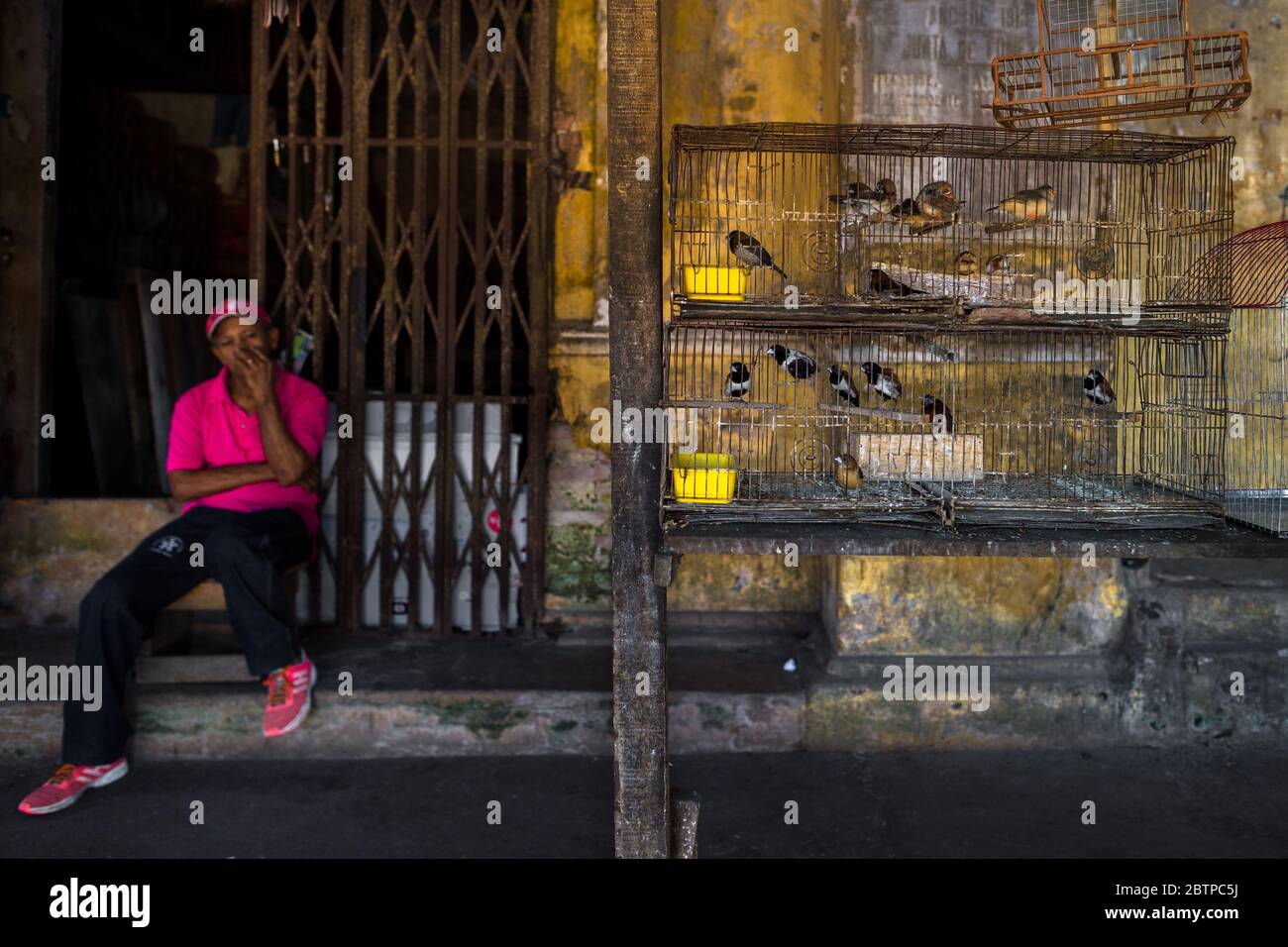 Gli uccelli animali domestici (munie tricolorate, finche sociali e zebre) sono visti all'interno di una gabbia di uccelli nel mercato degli uccelli a Barranquilla, Colombia. Foto Stock