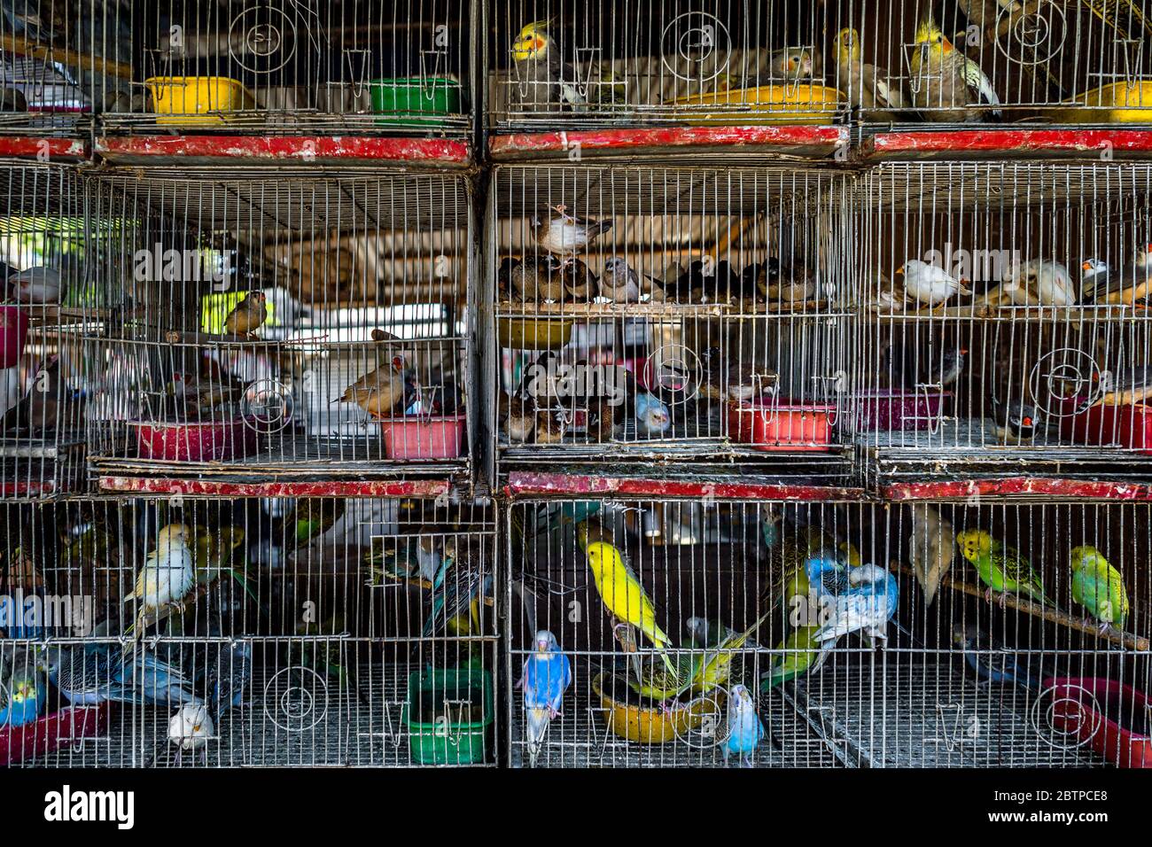 Decine di uccelli da compagnia sono visti all'interno delle gabbie degli uccelli nel mercato degli uccelli a Barranquilla, Colombia. Foto Stock