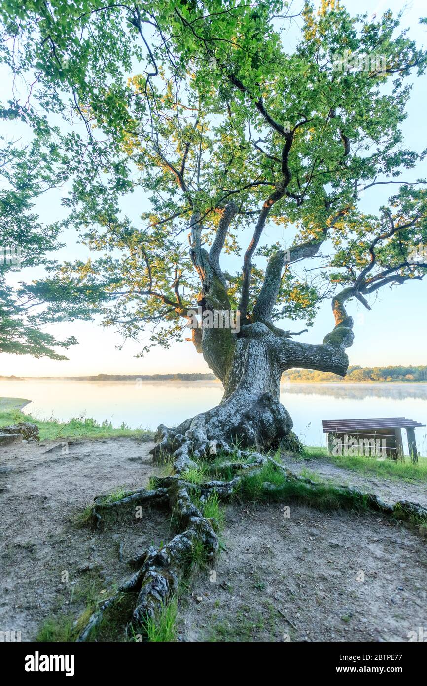 Francia, Indre, Berry, Parco Naturale Regionale del Brenne, Rosnay, stagno Mer Rouge, albero sulle rive del laghetto // Francia, Indre(36), Berry, Parc naturel ré Foto Stock