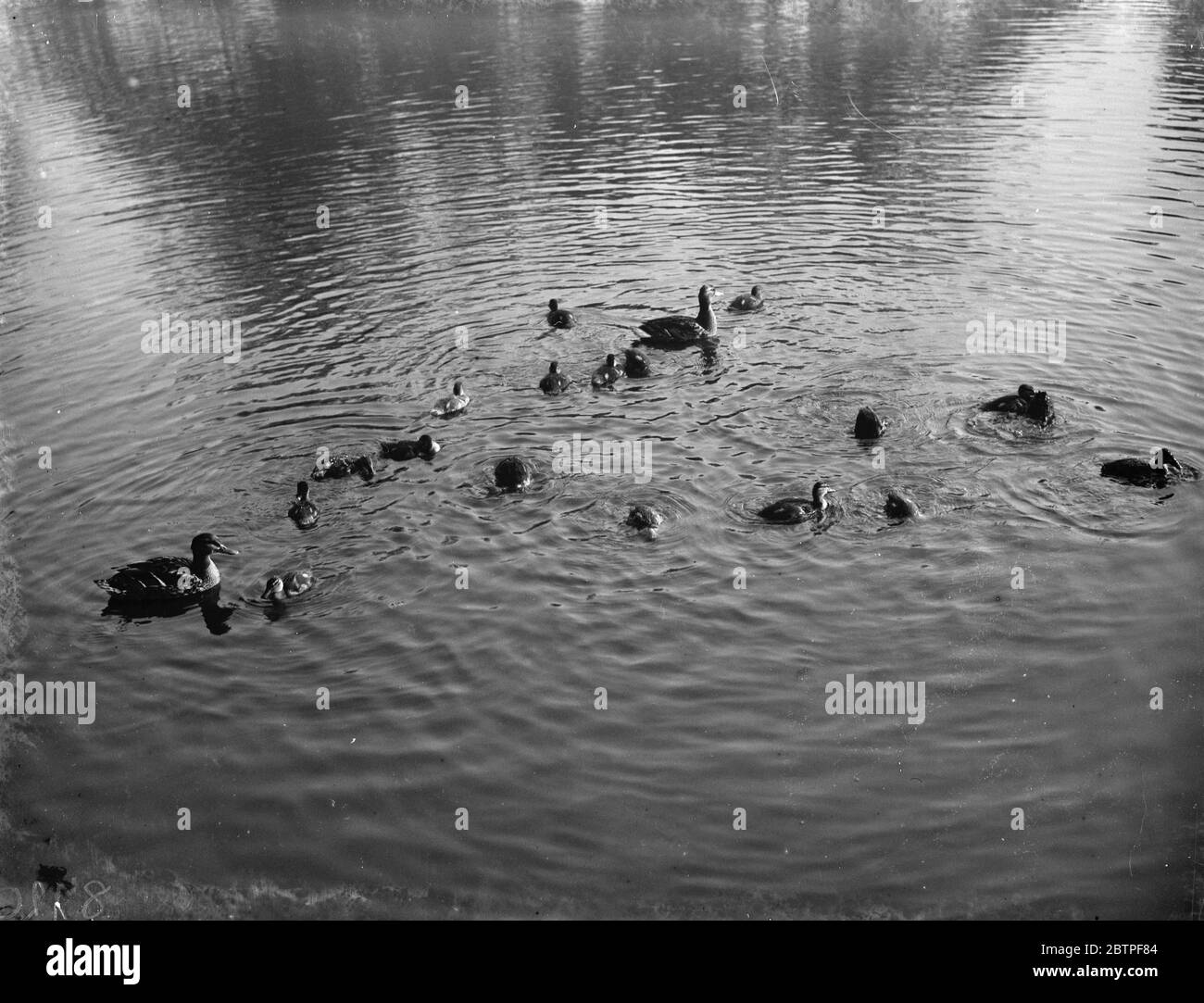 Anatre selvatiche e anatroccoli . 1938 Foto Stock