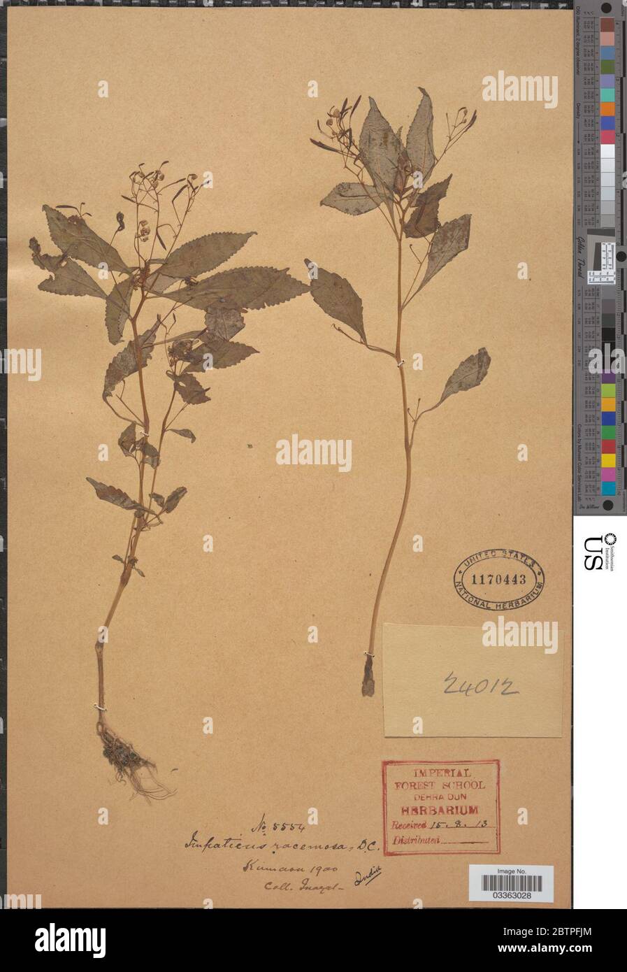 Impatiens racemosa DC. Foto Stock