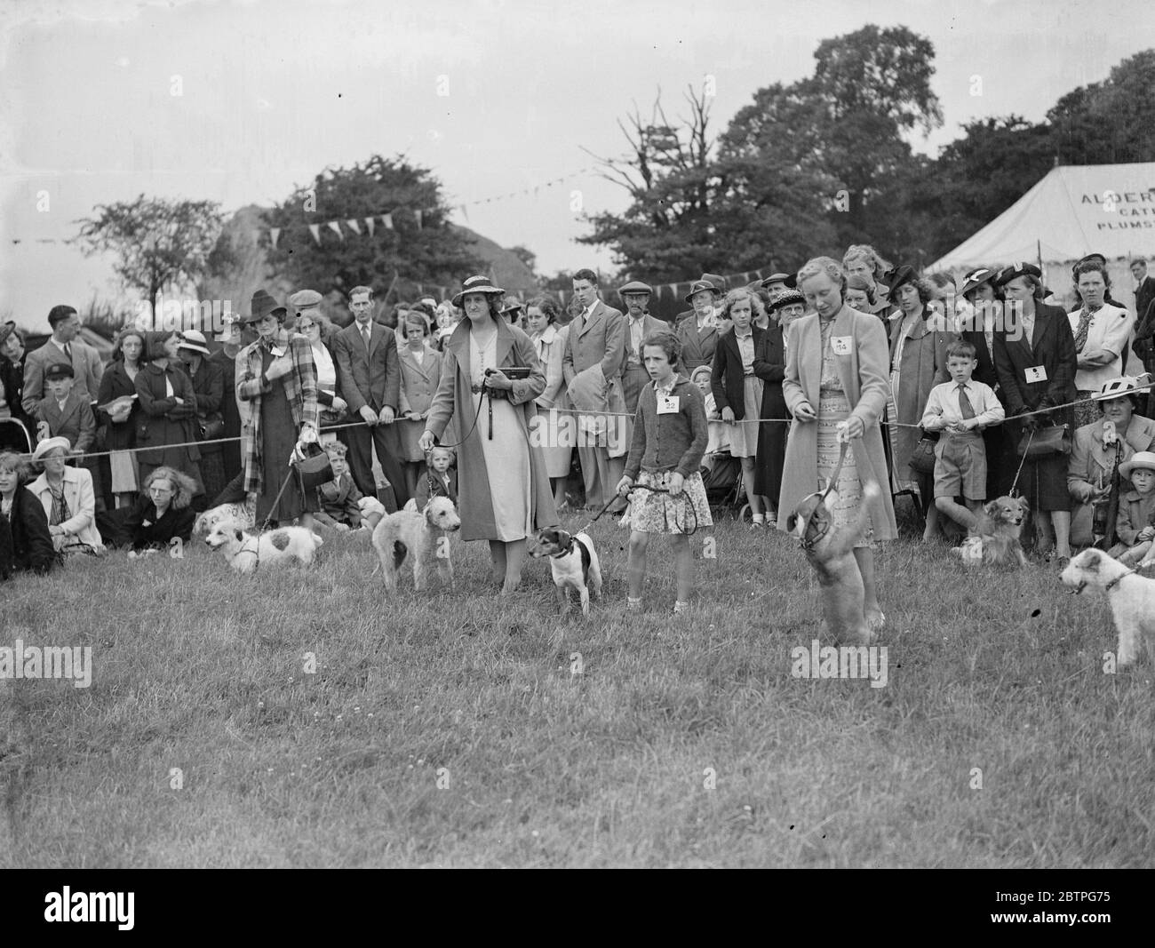 Spettacolo di cani nell'anello. 1939 Foto Stock